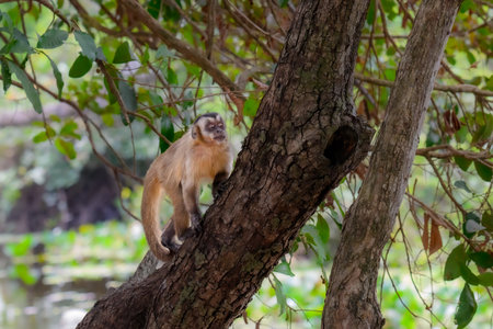 Hooded capuchin climbing a tree in the Pantanalの写真素材