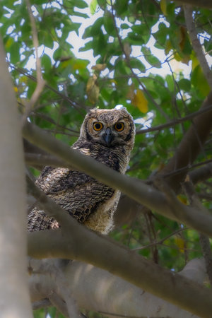 Great Horned Owl (Bubo virginianus) in the tree in the Pantanalの写真素材
