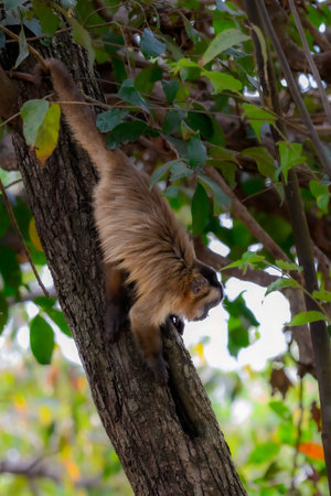 Hooded capuchin climbing a tree in Brazilの写真素材