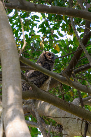 Great Horned Owl (Bubo virginianus) perched on tree in the Pantanalの写真素材