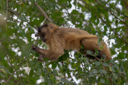 Hooded capuchin climbing a tree in Brazilの写真素材