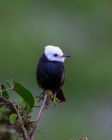 A White Headed Marsh Tyrant perched on the limb of some brush in the Pantanal of Brazilの写真素材