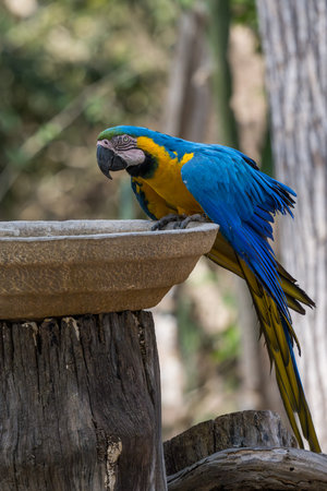 Blue-and-yellow macaw at a water bowl, in the Pantanal