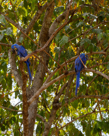 Hyacinth Macaws in a tree in the Pantanalの写真素材