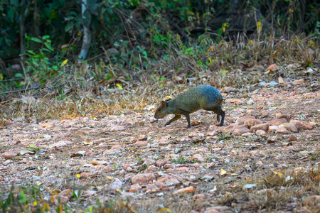 Azara's Agouti in the Pantanal of Brazilの写真素材