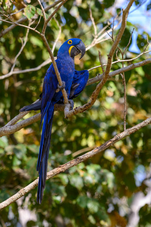 Hyacinth Macaw on a branch in the Pantanalの写真素材