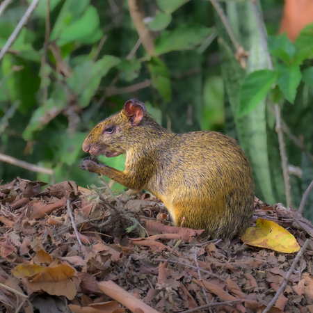 Azara's Agouti in the Pantanal of Brazilの写真素材