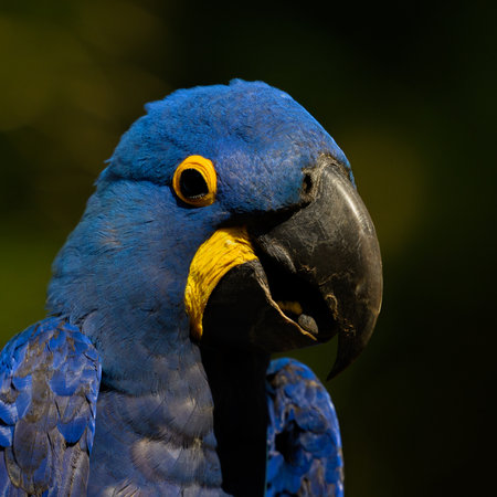 Portrait of a Hyacinth Macaw in the Pantanalの写真素材