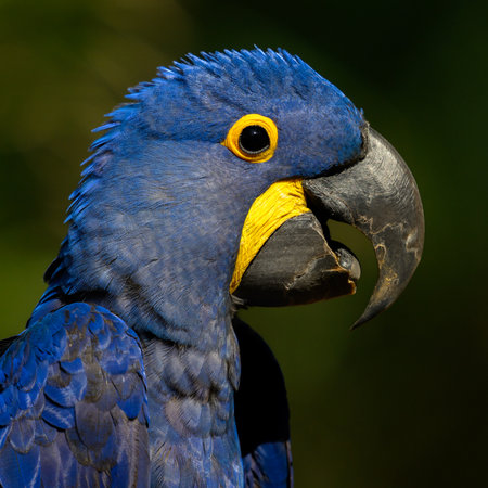 Portrait of a Hyacinth macaw in the Pantanalの写真素材