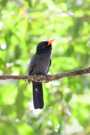 A Black fronted Nunbird on a branch in the Pantanalの写真素材