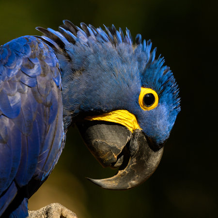 Portrait of a Hyacinth Macaw in Brazilの写真素材