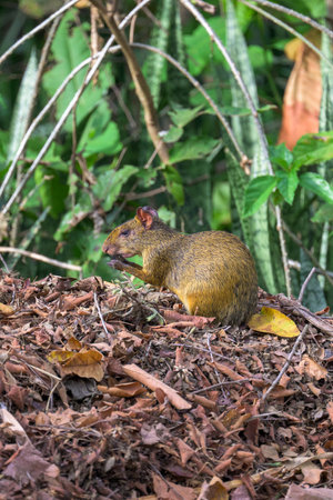 Azara's Agouti in the Pantanal of Brazilの写真素材