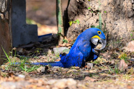 Hyacinth Macaw on ground foraging in the Pantanalの写真素材