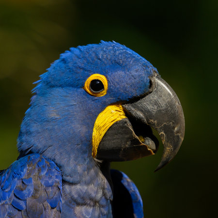Portrait of a Hyacinth Macaw (Ara macao) in the Pantanal in Brazilの写真素材