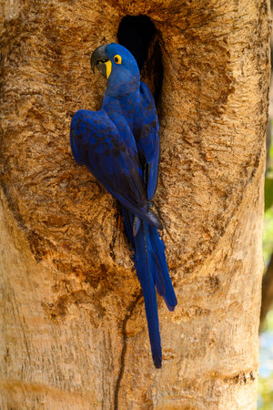 Two Hyacinth Macaw's in nest in Brazilの写真素材
