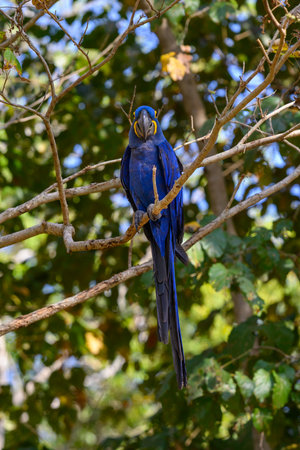 Hyacinth Macaw perched on a tree in the Pantanal in Brazilの写真素材