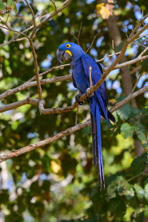 Hyacinth Macaw perched on a branch in the Pantanal of Brazilの写真素材