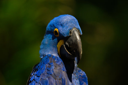 Portrait of a Hyacinth Macaw in the Pantanal of Brazilの写真素材