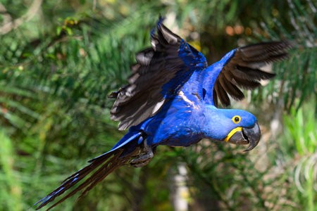 Hyacinth Macaw in flight
