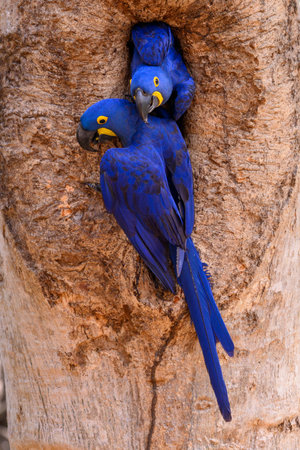 Two Hyacinth Macaw's in a tree in the Pantanal in Brazilの写真素材