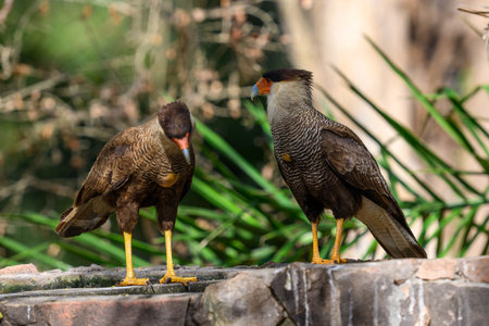 A pair of Southern Crested Caracaraの写真素材
