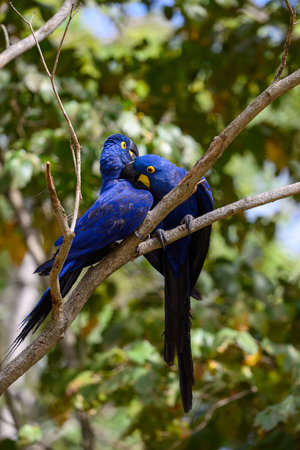 Hyacinth Macaw's perched on a tree in the Pantanal in Brazil