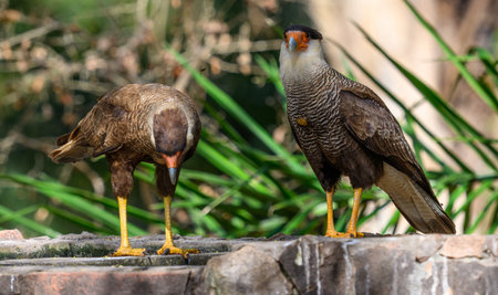 Southern Crested Caracara's on a perch above waterの写真素材