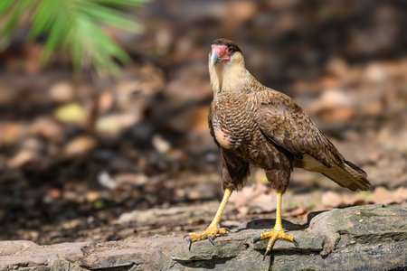 Southern Crested Caracara in Brazilの写真素材