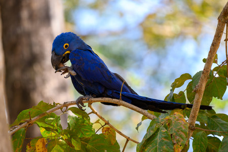 Hyacinth macaw on a branch in Brazilの写真素材