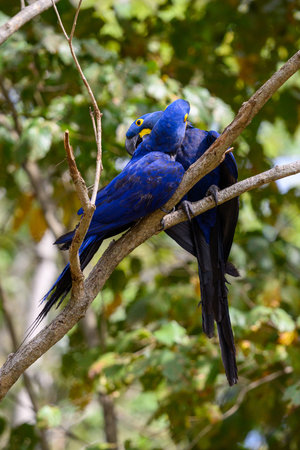 Hyacinth Macaw's perched on a tree in the Pantanal in Brazil