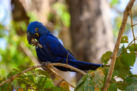 Hyacinth Macaw perched on a tree in the Pantanal in Brazilの写真素材