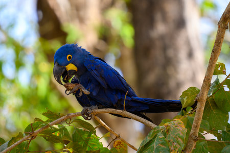 Hyacinth macaw in a tree in the Pantanal in Brazilの写真素材
