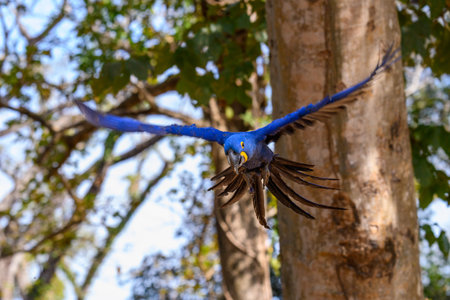 Hyacinth Macaw perched in flight in the Pantanal of Brazil