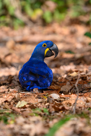 Hyacinth Macaw sitting on ground in the Pantanal in Brazilの写真素材