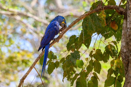 Hyacinth Macaw perched on a tree in the Pantanal in Brazilの写真素材