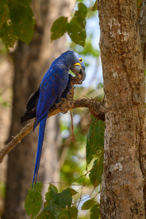 Hyacinth macaw on a branch in Brazilの写真素材