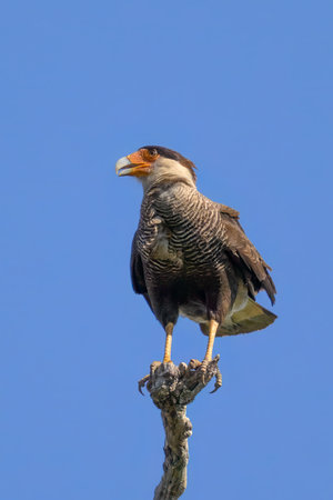 Southern Crested Caracara perched above a river in the Pantanalの写真素材