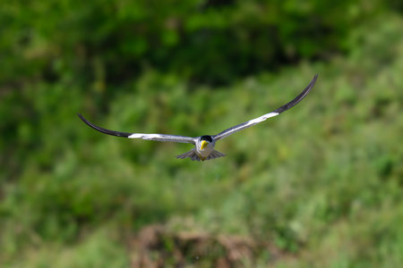 A Large Billed Tern in flight over the river in the Pantanalの写真素材