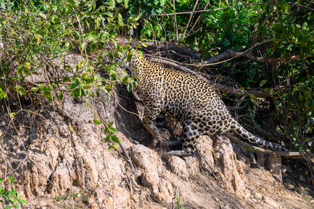 Jaguar on the prowl in the Pantanal, Brazilの写真素材