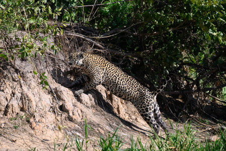 Jaguar climbing the river bank in the Pantanalの写真素材