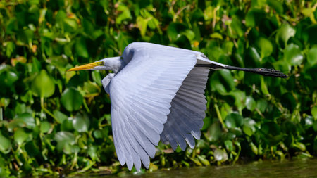 Great Egret flying in the Pantanalの写真素材