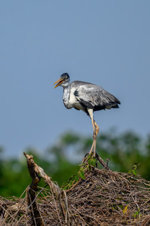 A Cocoi Heron on a perch gazing at the river in the Pantanalの写真素材