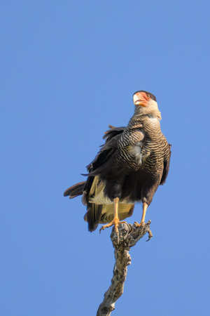 Southern Crested Caracara perched above a river in the Pantanalの写真素材