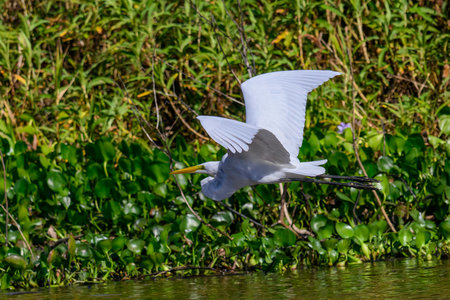 Great egret in flight over a swamp in the Pantanalの写真素材
