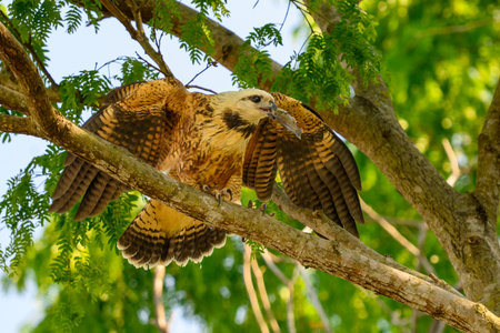 Black Collared Hawk with dinner perching in a treeの写真素材