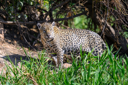 Jaguar looking back at the river in the Pantanalの写真素材
