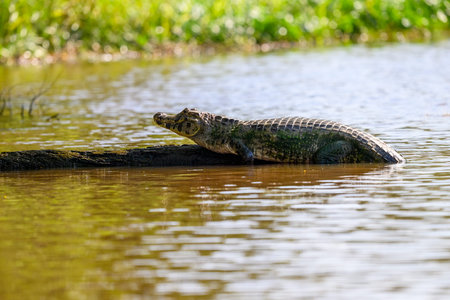 Caiman resting on a log on a river in the Pantanal of Brazilの写真素材