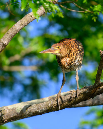 Juvenile Black-throated Pond Heron (Ardeola melanoleuca) on a branch