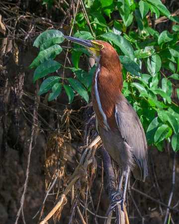 Rufescent Tiger Heron on a perch along a river in Pantanal Brazilの写真素材