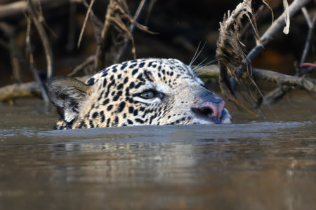 A Jaguar swimming in the river while hunting prey in Pantanal Brazilの写真素材